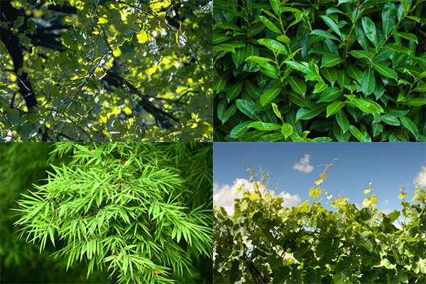 樹枝粉碎機(jī)粉碎物料.jpg